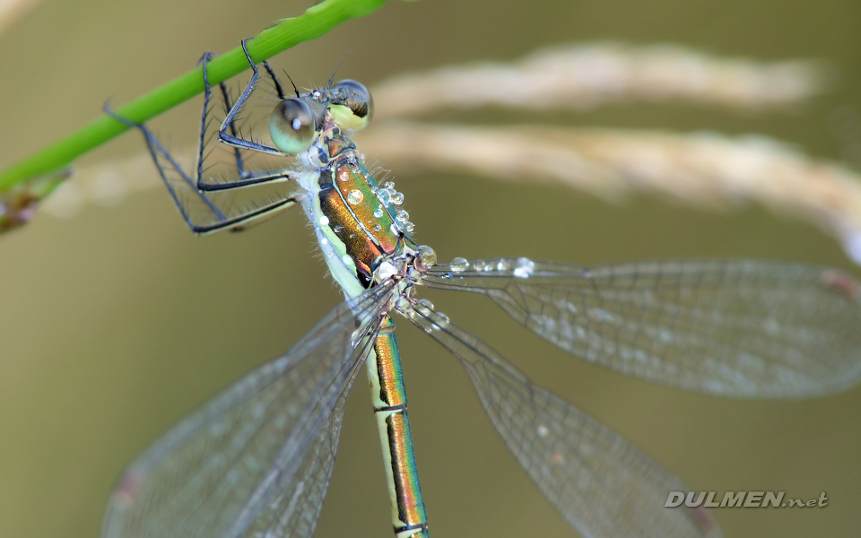 Small Spreadwing (Female, Lestes virens)